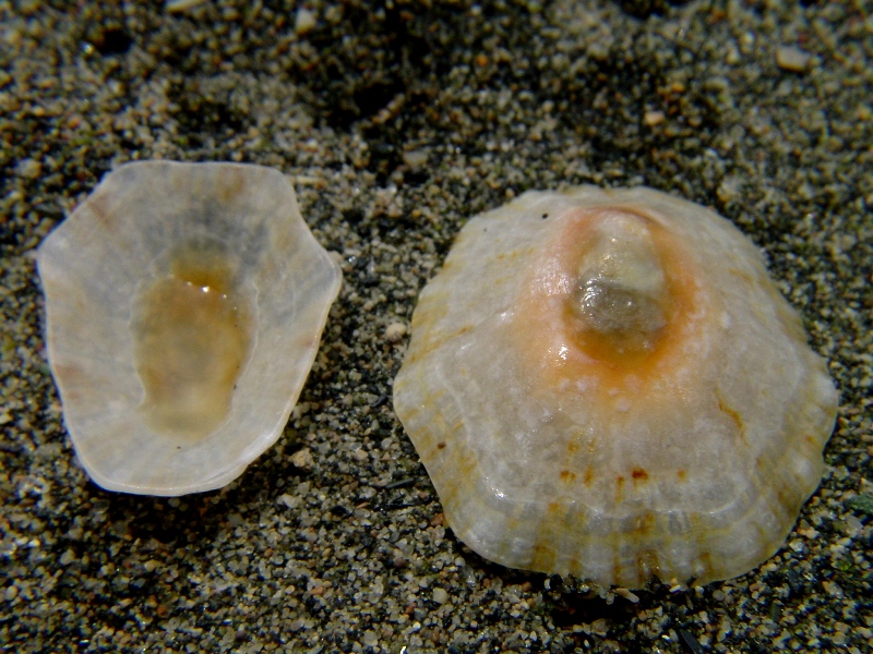 Patella caerulea