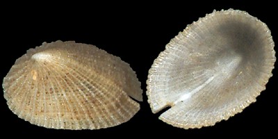 Emarginula adriatica