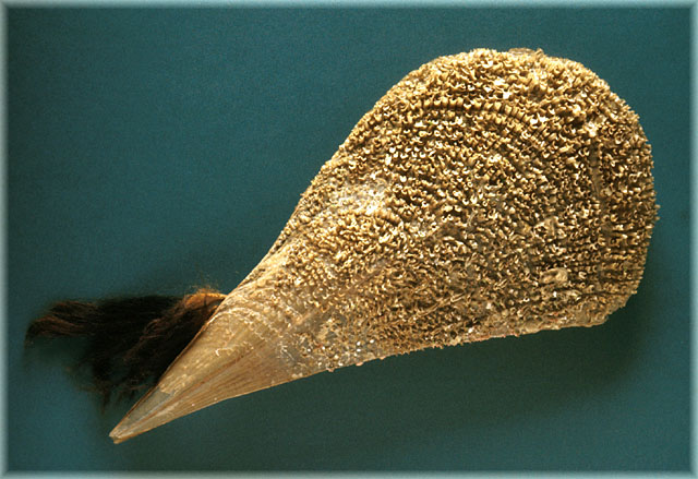 Pinna nobilis