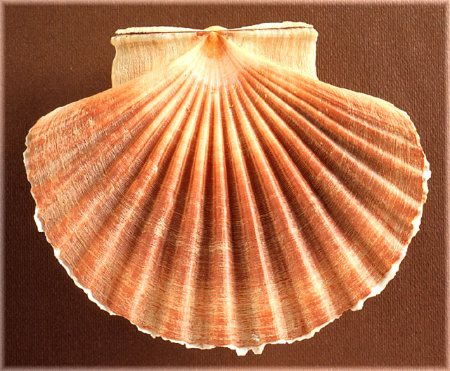 Pecten jacobeus